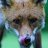 insidewildlife
