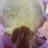 Louise Brinklow