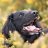 Pdcphoto