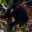andeanbear