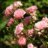 Fairyrose
