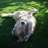 hank_marvin