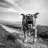 John_Proper-Gander