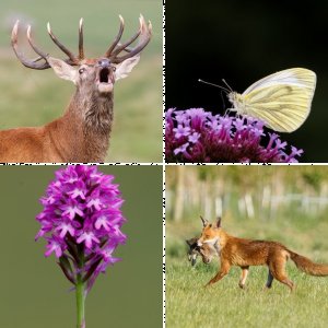 Wildlife