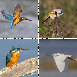 Birds 2