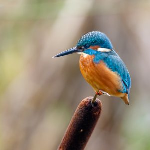 Kingfisher on bulrush