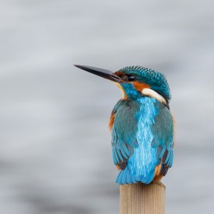 male Kingfisher