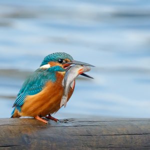 Kingfisher with lunch