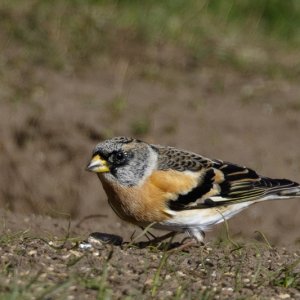 Brambling (male)