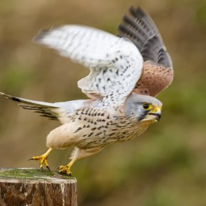 Kestrel (male)