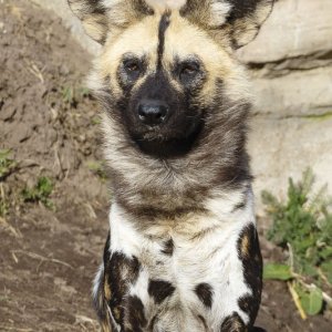 African Painted Dog