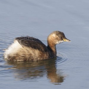 Little Grebe