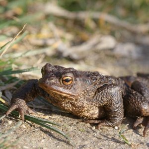 Common Toad