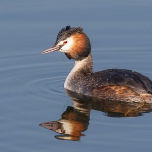Great Crested Grebe