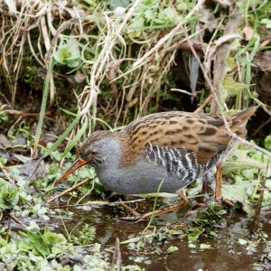 Water Rail