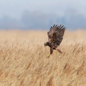 Marsh Harrier (F)
