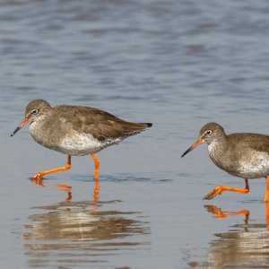 Redshanks