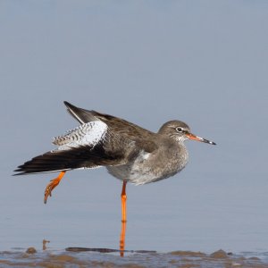 Redshank stretching