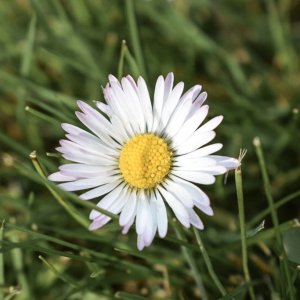 Daisies | Nikon D5300