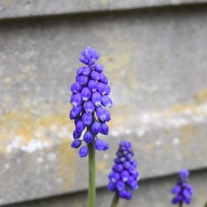 Our spring garden | Nikon D5300