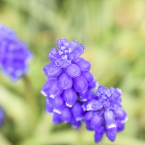 Our spring garden | Nikon D5300