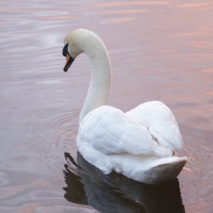 Swan looking lovely