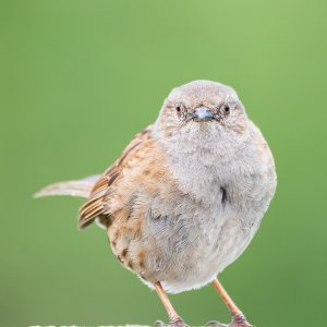Dunnock Portrait 01