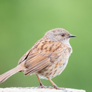 Dunnock Portrait 03