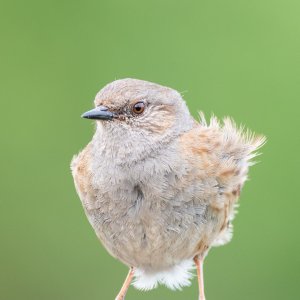 Dunnock Portrait 02