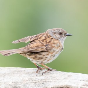 Dunnock Portrait 04