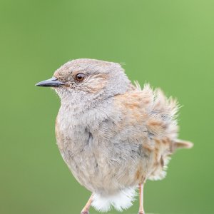 Dunnock Portrait 05