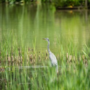 Grey Heron in lake