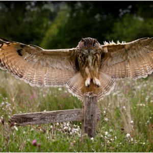 Eagle Owl Landing
