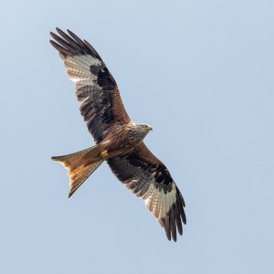 Red Kite