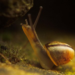 climbing-snail-pixels-on-the-rocks.jpg