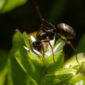 Carpenter-ant-on-chickweed-pixelsontherocks.jpg