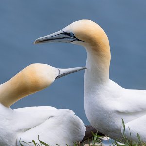 a pair of Gannets