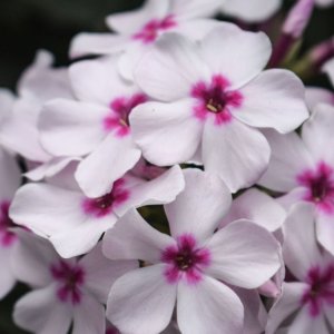 Flowers. Taken on Nikon D5300 and edited in Lightroom Mobile.