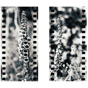 Diptych