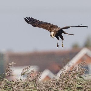 Marsh Harrier (female)
