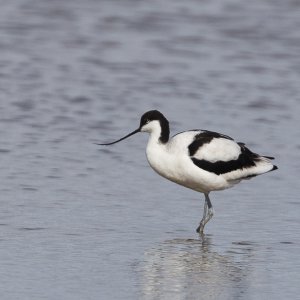 Avocet