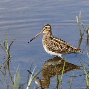 Snipe