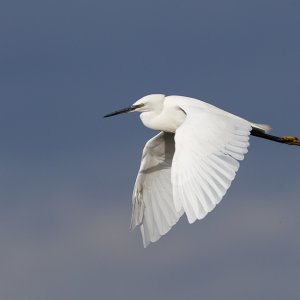 Little Egret