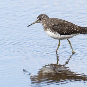 Green Sandpiper