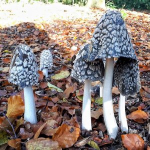 2018-10-19 09.14.50.jpg