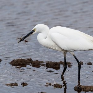 Little Egret with lunch