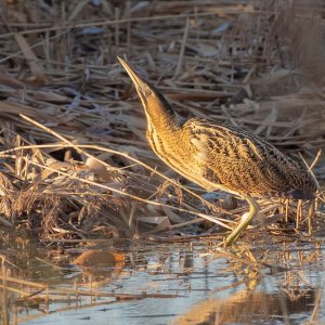 Bittern