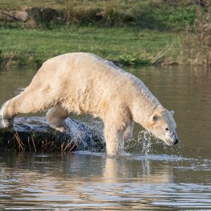 Nissan taking a dive