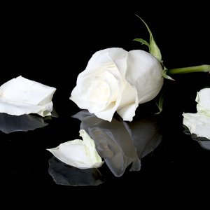 DF Tp52 Week 4 Discarded. jpg.jpg