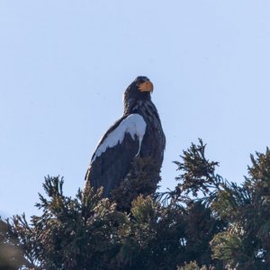 Steller's sea eagle